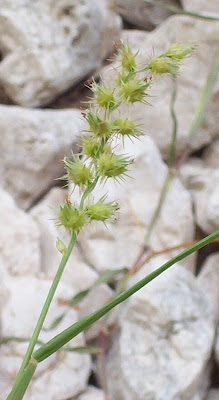 Coastal sandbur Coastal sandbur