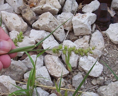 Coastal sandbur Coastal sandbur