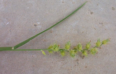 Coastal sandbur Coastal sandbur