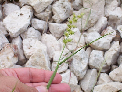 Coastal sandbur Coastal sandbur