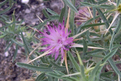 Fiordaliso stellato Fiordaliso stellato
