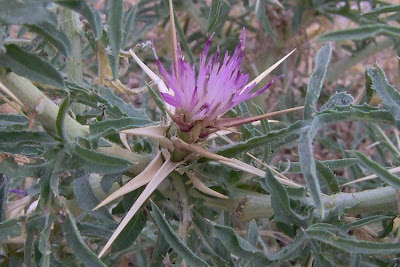 Fiordaliso stellato Fiordaliso stellato