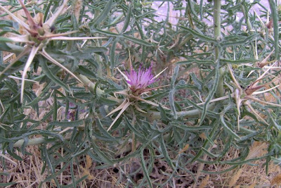 Fiordaliso stellato Fiordaliso stellato