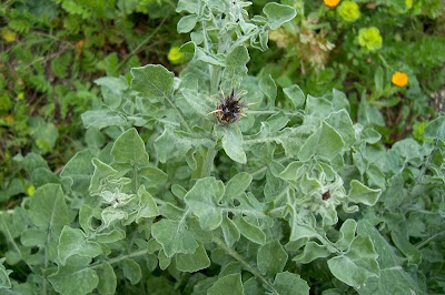 Centaurea nizzarda Centaurea nizzarda