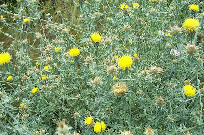 Centaurea nizzarda Centaurea nizzarda