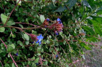 Leadwort Leadwort