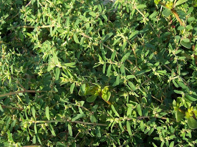 Spotted spurge