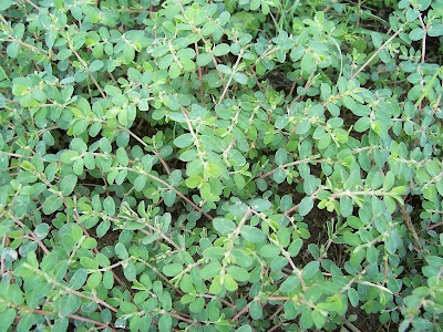 Euforbia prostrata
