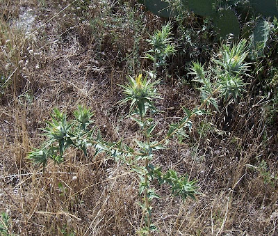 Saffron thistle