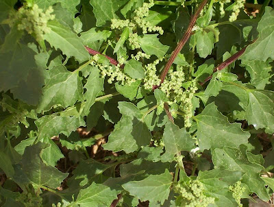 Nettle-leaf goosefoot