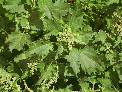 Nettle-leaf goosefoot