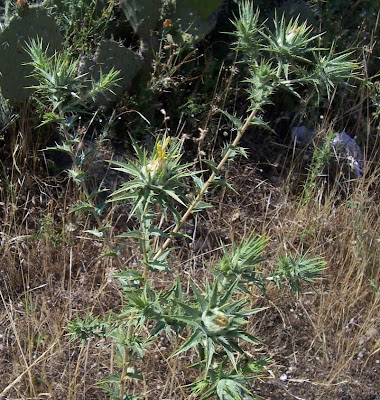 Saffron thistle