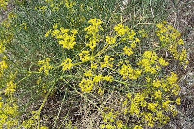 Cachrys libanotis,
Basilisco liscio Cachrys libanotis,
Basilisco liscio