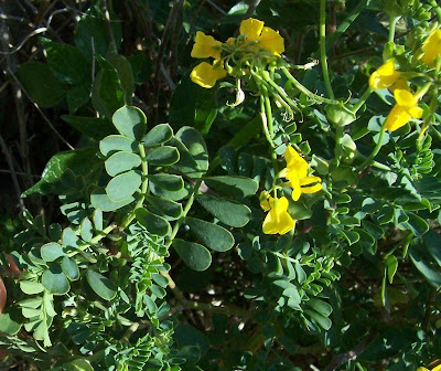 Cornetta di Valenza