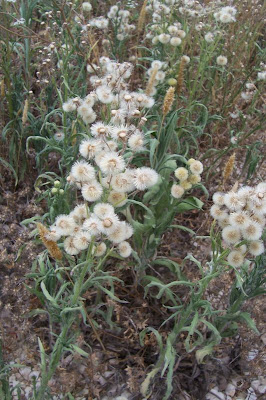 Flax-leaf fleabane