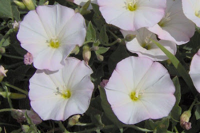 Corda-de-viola Corda-de-viola