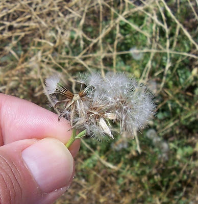 Radicchiella tirrenica