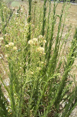 Guernsey Fleabane Guernsey Fleabane