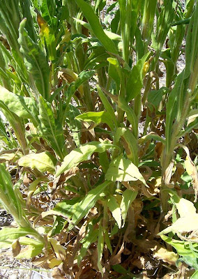 Guernsey Fleabane Guernsey Fleabane