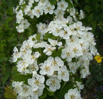 Oneseed hawthorn Oneseed hawthorn