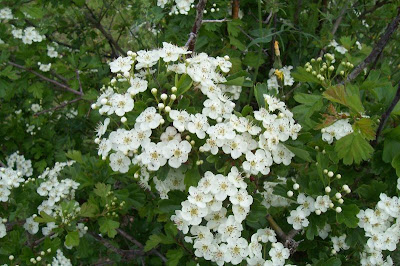 Oneseed hawthorn Oneseed hawthorn