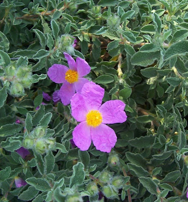 Cisto di Creta Cisto di Creta
