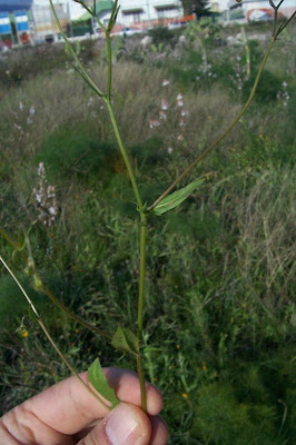 Little Hawksbeard Little Hawksbeard