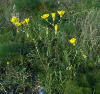 Little Hawksbeard Little Hawksbeard