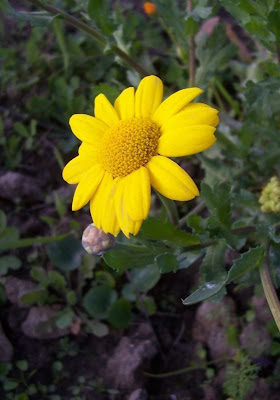 Ingrassabue