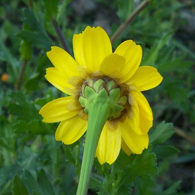 Ingrassabue