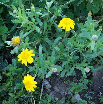Ingrassabue