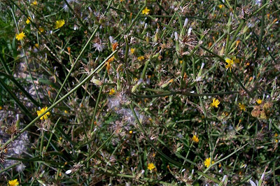 Chondrilla juncea L.
