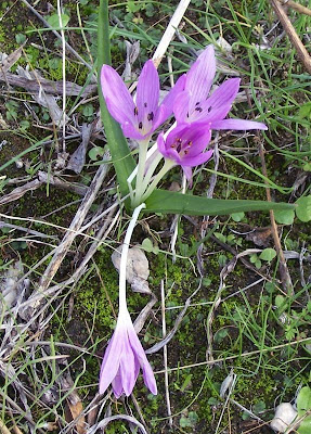 Colchico di Cupani Colchico di Cupani