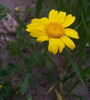 Ingrassabue