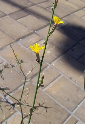Chondrilla juncea L.