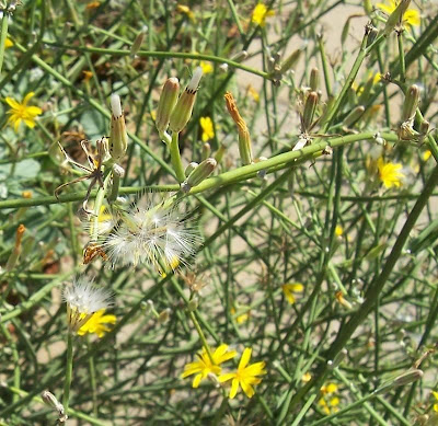 Chondrilla juncea L.