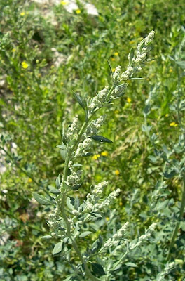 Farinello viburniforme Farinello viburniforme