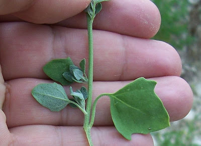 Farinello viburniforme Farinello viburniforme