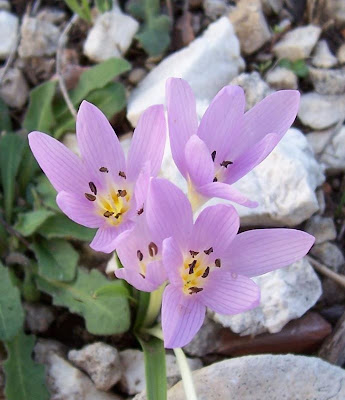 Colchico di Cupani Colchico di Cupani