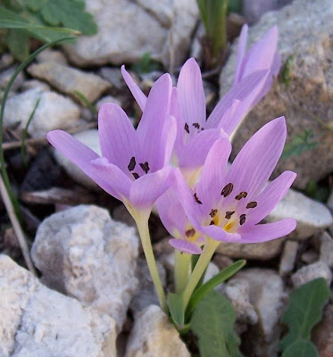 Colchico di Cupani Colchico di Cupani