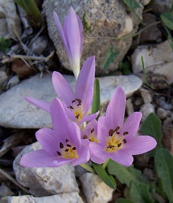 Colchico di Cupani Colchico di Cupani