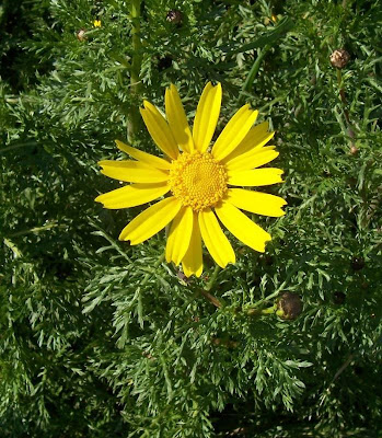 Chrysanthemum coronarium L.