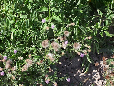 Acker-Distel