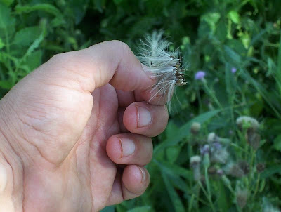 Acker-Distel