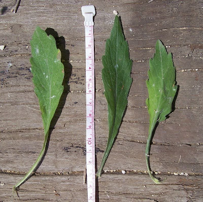 Tall fleabane