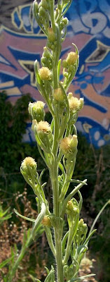Saeppola di Naudin