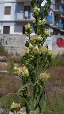 Saeppola di Naudin