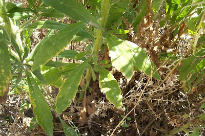 Tall fleabane