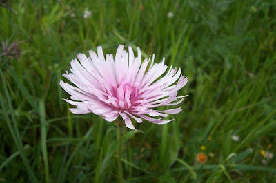 Radicchiella rosea Radicchiella rosea