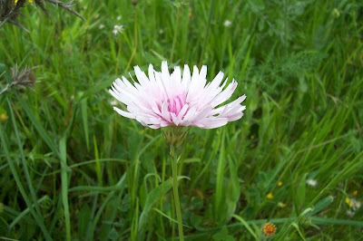 Radicchiella rosea Radicchiella rosea